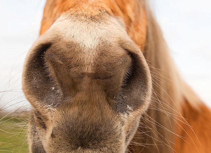 Romantic bedroom in Holiday Home in Wilp-Achterhoek with towel swans on the bed.