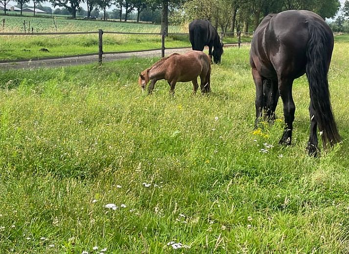 Unterkunft 298803 - Ferienhaus Achterhoek - Vakantiehuisje in Harreveld
