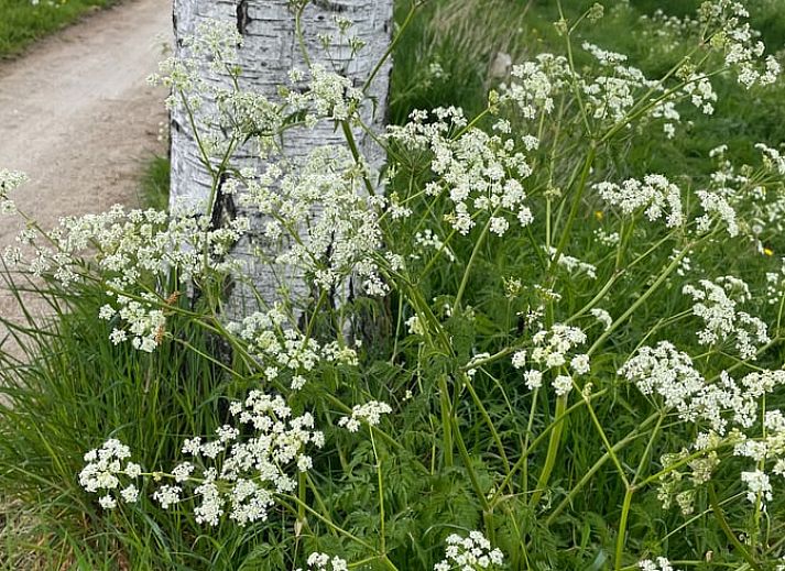 Unterkunft 298803 - Ferienhaus Achterhoek - Vakantiehuisje in Harreveld