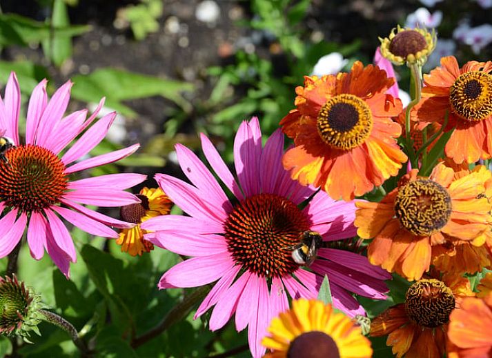 Knusse zithoek met houtkachel in Huisje in Varssel - Hengelo Gld, vakantiehuis in Varssel, Achterhoek.