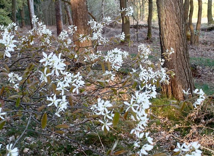 Gezellige leeshoek met open haard in Vakantiehuis in Varssel - Hengelo Gld, Achterhoek, Gelderland.