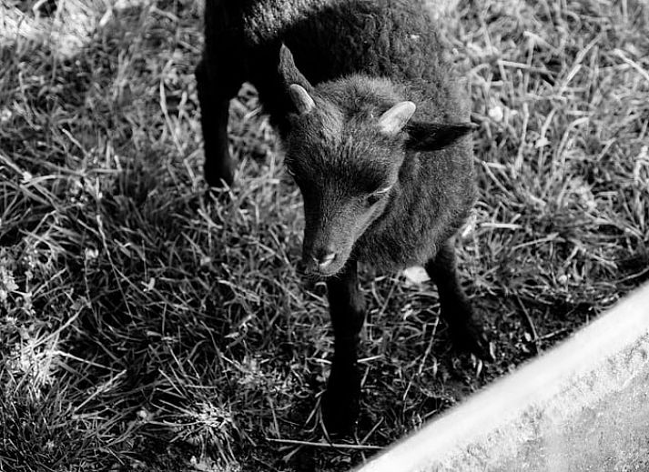 Unterkunft 300605 - Ferienhaus Gelderse vallei - Vakantiehuisje in Bronkhorst