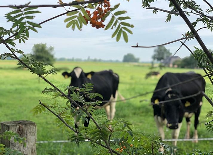 Unterkunft 300605 - Ferienhaus Gelderse vallei - Vakantiehuisje in Bronkhorst