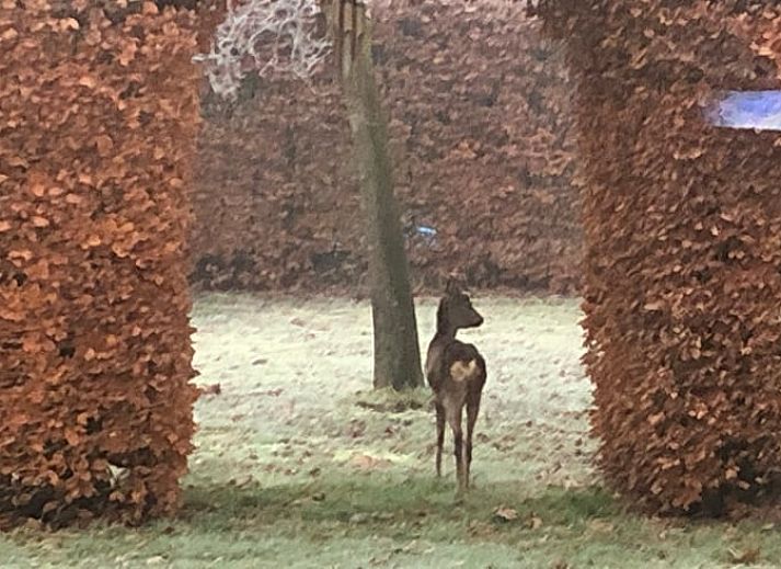 Huisje in Empe, vakantiehuis omringd door groen en rust in Gelderse vallei, Gelderland.