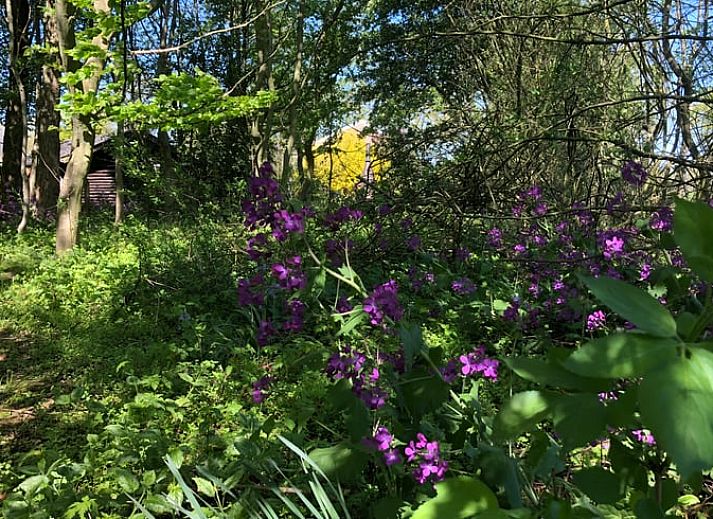 Zijaanzicht van Huisje in Empe, vakantiehuis met bloemenweide in Gelderse vallei, Gelderland.