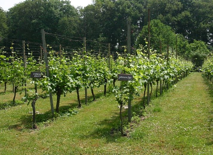 Gezellige woonkamer in Huisje in Empe, vakantiehuis Gelderse vallei, met stenen muur en comfortabele stoelen.