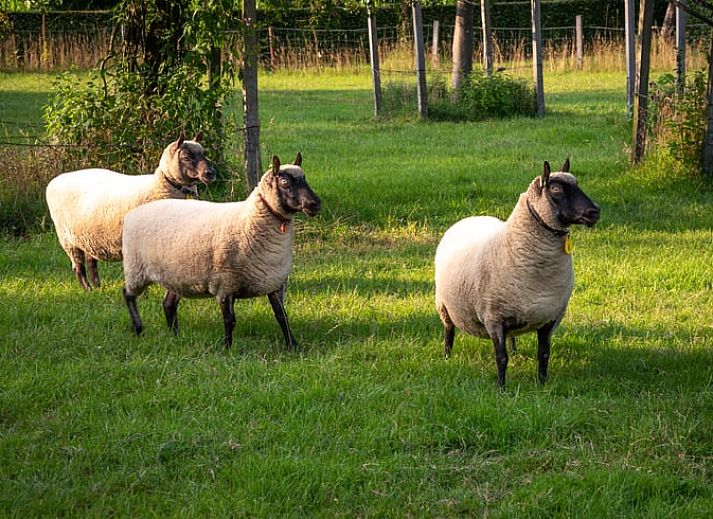 Eetgedeelte in Huisje in Empe, vakantiehuis Gelderland, met houten tafel en rustieke inrichting.