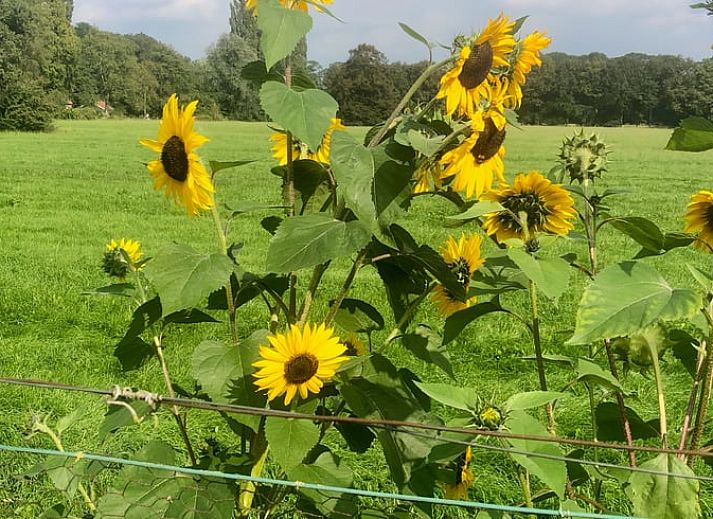 Ruime zithoek in Huisje in Empe, vakantiehuis Gelderse vallei, met uitzicht op de tuin.