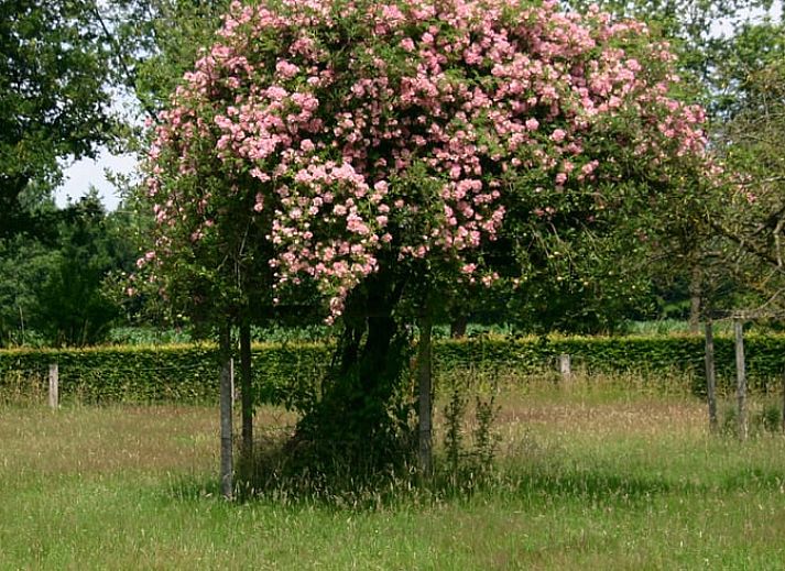 Ruime zithoek in Huisje in Empe, vakantiehuis Gelderse vallei, met uitzicht op de tuin.