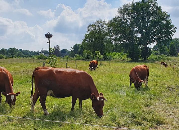 Binnenruimte van Vakantiehuis in Empe toont een gezellige woonwagen met kleurrijke gordijnen en houten details in Gelderland.