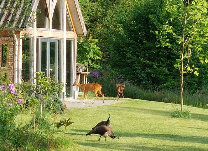 Huisje in Tonden, vakantiehuis in Gelderse vallei, Gelderland, met serene tuin en wilde dieren in natuurlijke omgeving.