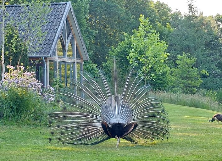 Huisje in Tonden, een charmant vakantiehuis in de Gelderse vallei, omgeven door groene natuur en rustiek landschap in Gelderland.