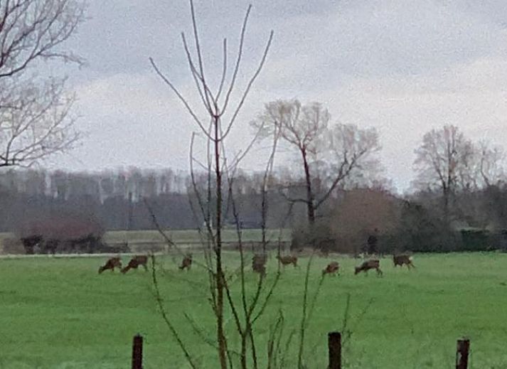 Gemuetliche Kueche im Ferienhaus in Voorstonden, Gemeinde Brummen, Gelderse Vallei, mit authentischem Herd und laendlicher Atmosphaere, Ferienhaus in Gelderland.