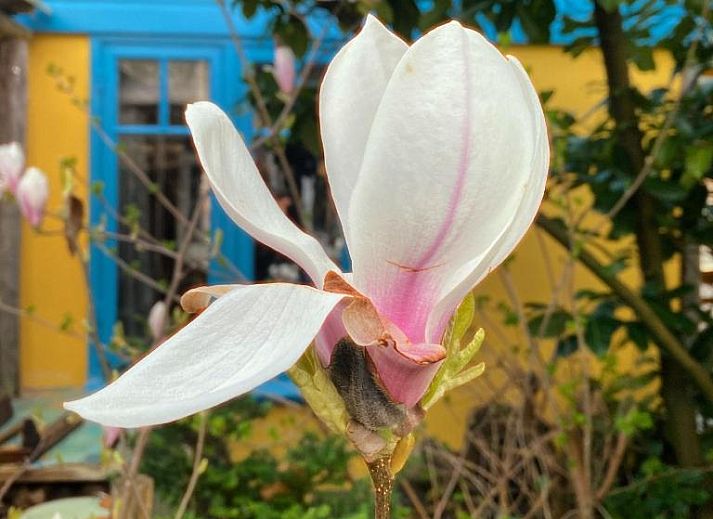 Heller Essbereich im In de Aap - Apartments & Guesthouse, Bergen, Nordholland, mit Glasdach und farbenfrohem Dekor.