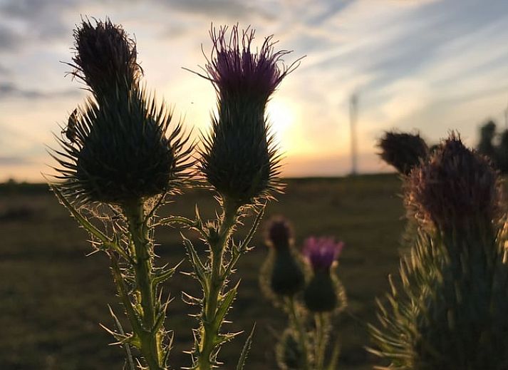 Gemuetliches Interieur von Huisje in Netterden, einem Ferienhaus in Montferland, Gelderland, mit bequemen Betten und einer schoenen Essecke.