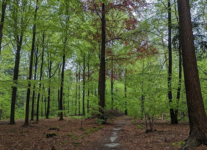 Unterkunft 3201149 - Ferienhaus Veluwe - Huisje in Beekbergen