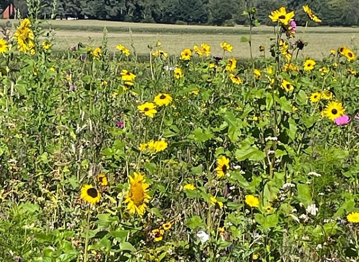Verschneite Landschaft im Cottage in Beekbergen, Ferienhaus in Veluwe, Gelderland mit Blick auf verschneite Felder und winterliche Natur.
