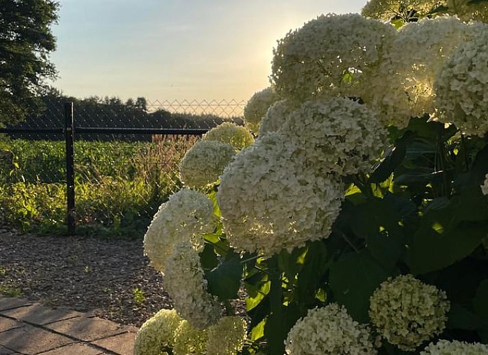 Verschneite Landschaft im Cottage in Beekbergen, Ferienhaus in Veluwe, Gelderland mit Blick auf verschneite Felder und winterliche Natur.