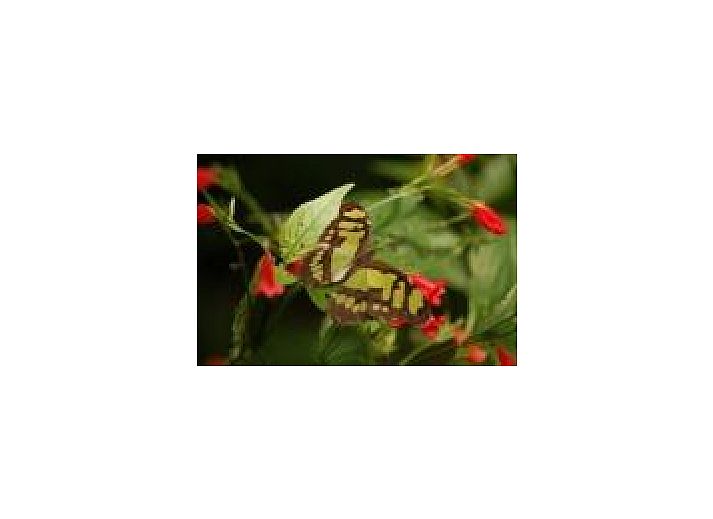 Terrace at Mobile home on the Veluwe in Harskamp, surrounded by nature and privacy providing hedges.