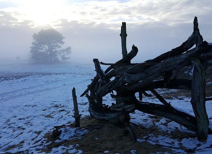 Gezellige binnenruimte van Huisje in Kootwijk, Veluwe, met houten interieur en eethoek.
