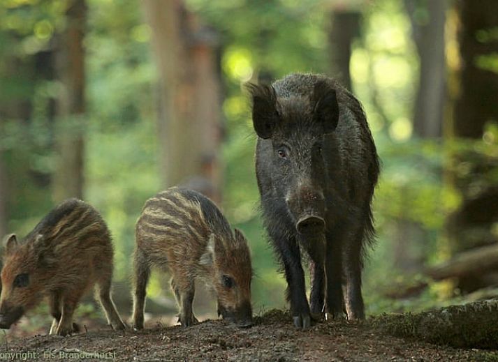 Avond kampvuur bij Huisje in Kootwijk, vakantiehuis in Veluwe, Gelderland.