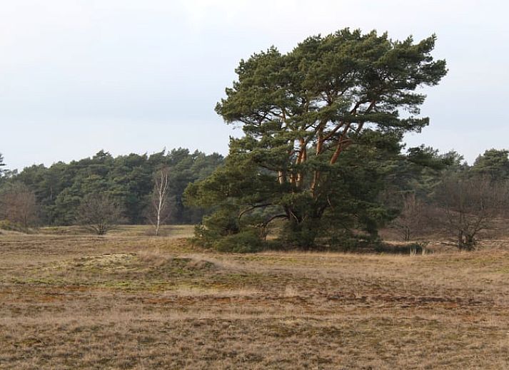 Avond kampvuur bij Huisje in Kootwijk, vakantiehuis in Veluwe, Gelderland.