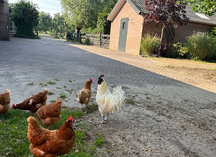 Sunny terrace at Cottage in Ede, vacation home amidst nature in Gelderland.