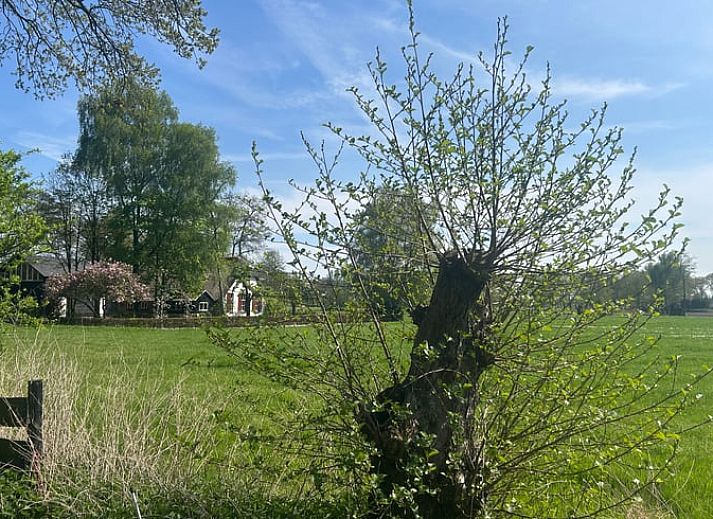 Sunny terrace at Cottage in Ede, vacation home amidst nature in Gelderland.