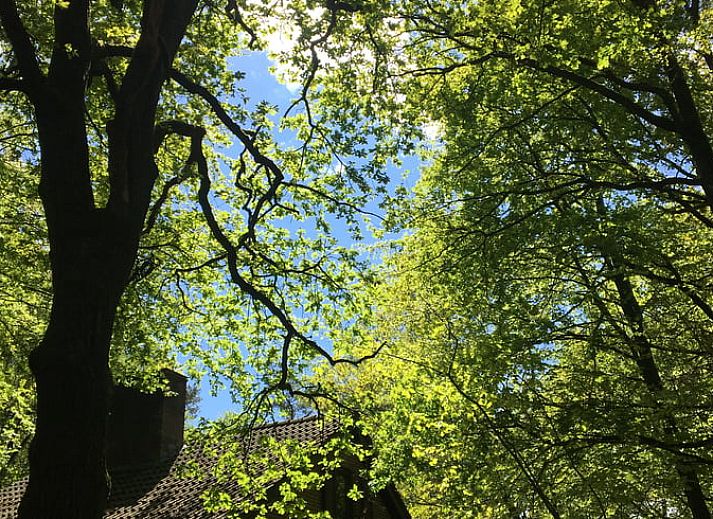 Unterkunft 3208118 - Ferienhaus Veluwe - Huisje in Emst