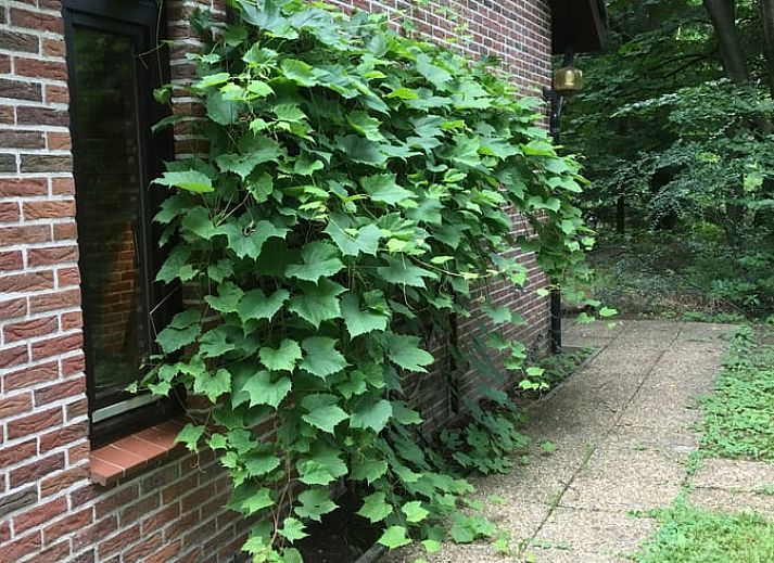 Unterkunft 3208118 - Ferienhaus Veluwe - Huisje in Emst