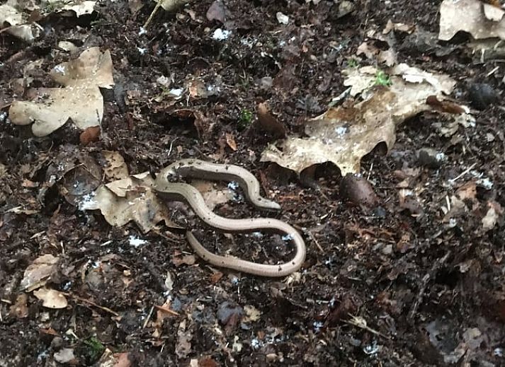 Unterkunft 3208118 - Ferienhaus Veluwe - Huisje in Emst