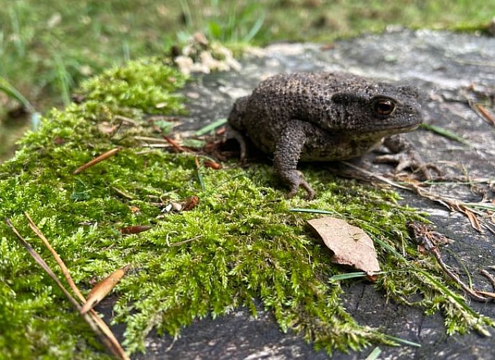 Unterkunft 3208118 - Ferienhaus Veluwe - Huisje in Emst