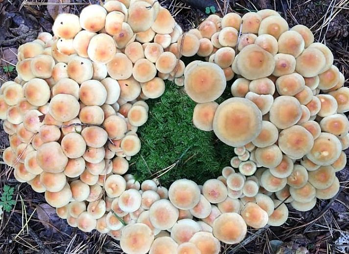 Unterkunft 3208118 - Ferienhaus Veluwe - Huisje in Emst