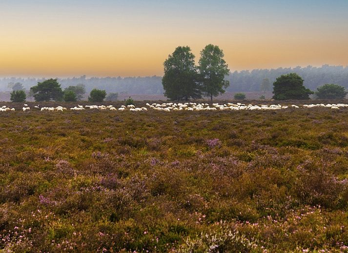 Verblijf 3208124 - Vakantiewoning Veluwe - DG2208