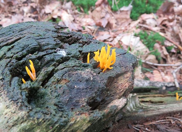 Lichte leefruimte in Vakantiehuis in Emst, Veluwe met comfortabele zitgelegenheid, Gelderland.