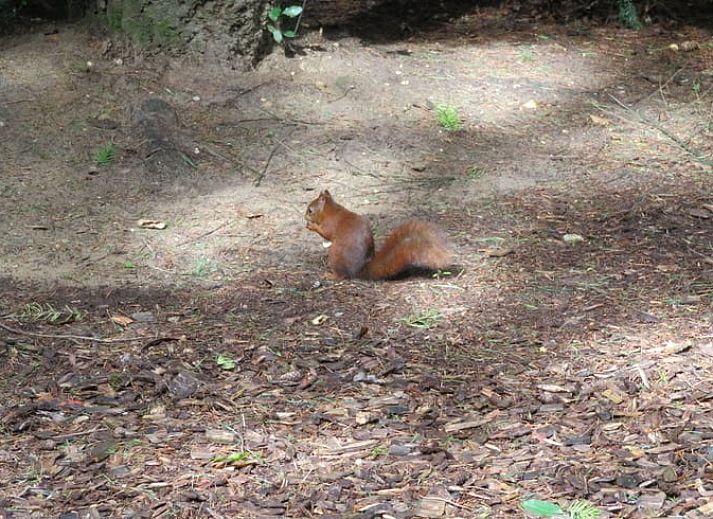 Lichte leefruimte in Vakantiehuis in Emst, Veluwe met comfortabele zitgelegenheid, Gelderland.