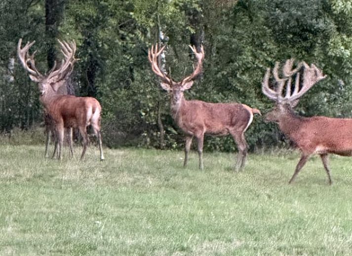 Kueche und Essbereich von Huisje in Emst, Ferienhaus in Veluwe, Gelderland.