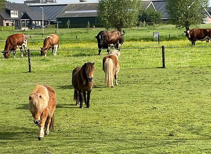 Stijlvolle eetruimte in Vakantiehuisje in Emst met uitzicht op de natuur, Veluwe, Gelderland.