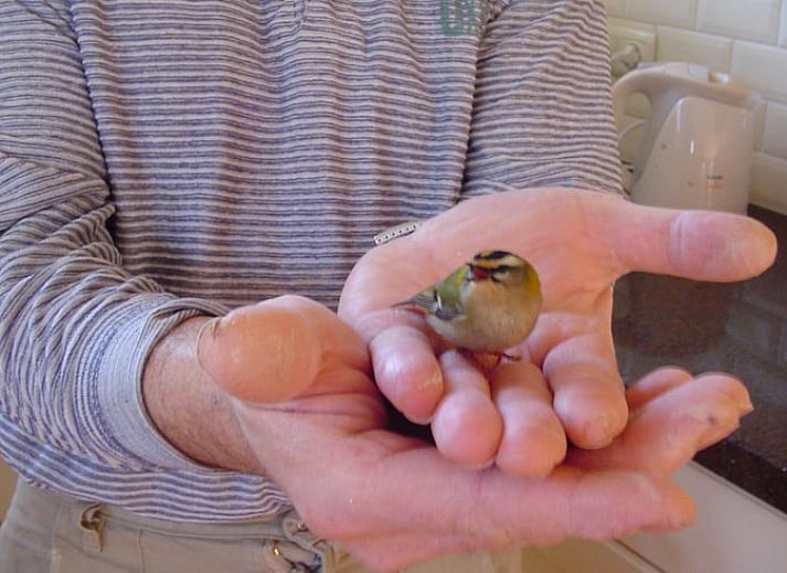 Wooden gazebo at cottage in Emst, Veluwe, surrounded by trees.
