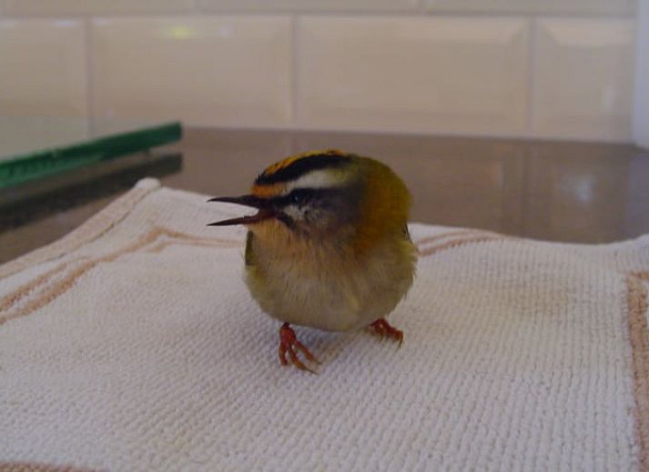 Wooden gazebo at cottage in Emst, Veluwe, surrounded by trees.