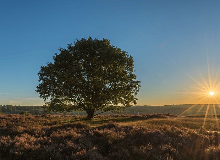 Wooden gazebo at cottage in Emst, Veluwe, surrounded by trees.