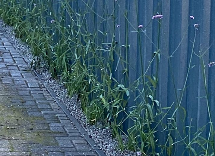 Ruim grasveld bij Vakantiehuisje in Ermelo, Veluwe, Gelderland, omringd door bomen en natuur voor een ontspannen verblijf.