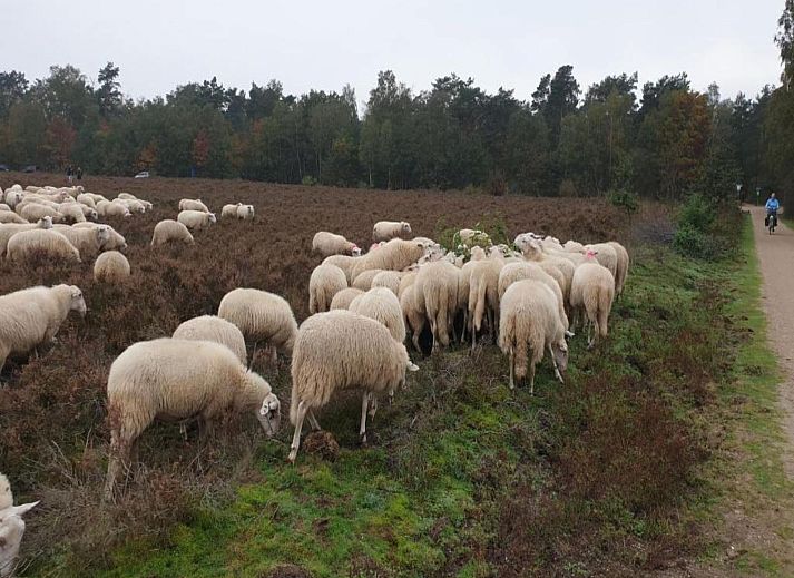 Verblijf 3209165 - Vakantiewoning Veluwe - Vlindervallei Studio 2p