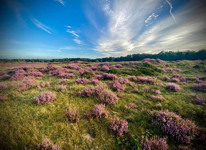 Verblijf 3209166 - Vakantiewoning Veluwe - Heivlinder Comfort 4p