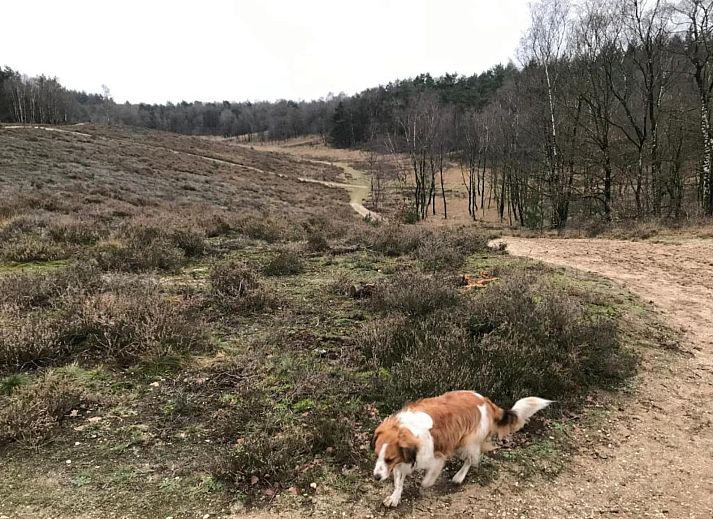 Verblijf 3209167 - Vakantiewoning Veluwe - Heivlinder Comfort 4+2p