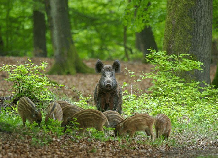 Moderne Kueche im Ferienhaus in Ermelo, Veluwe, Gelderland mit Holzdecke.