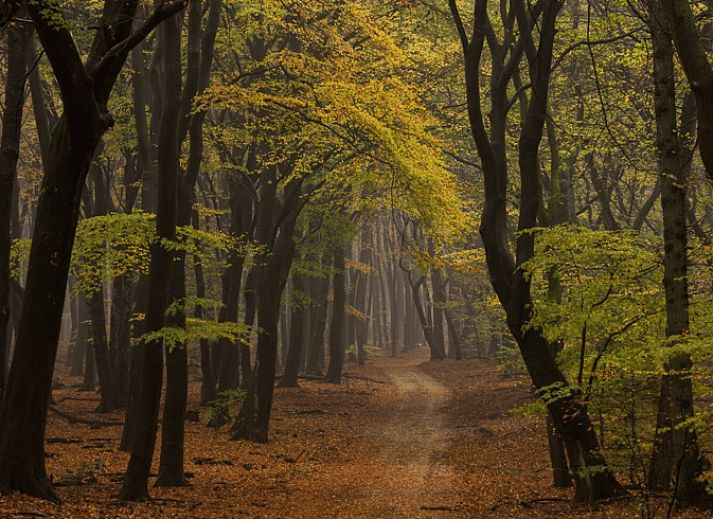 Eingang zum Ferienhaus in Ermelo mit gemuetlicher Einrichtung, Veluwe, Gelderland.