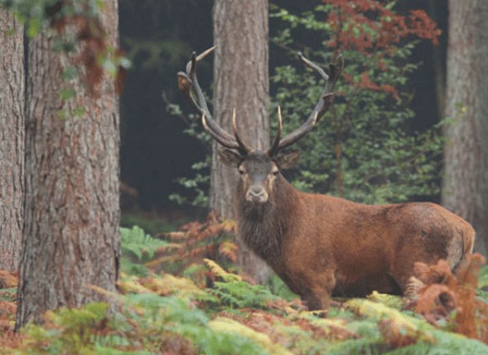 Wein und Glaeser auf dem Tisch im Ferienhaus in Ermelo, Veluwe, Gelderland.