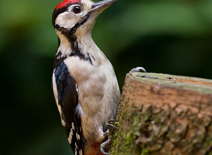 Geniessen Sie die waldige Aussicht von der Veranda des Huisje in Ermelo, einem gemuetlichen Ferienhaus an der Veluwe in Gelderland.