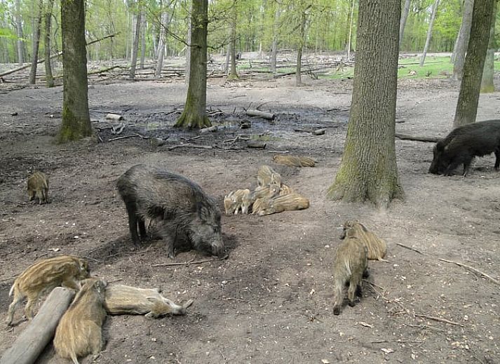 Gemuetlicher Innenbereich des Huisje in Ermelo, Ferienhaus an der Veluwe in Gelderland, mit Holzinterieur und komfortabler Sitzecke.